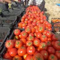 گوجه|خدمات باغبانی و درختکاری|شوشتر, |دیوار