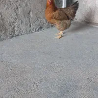 مرغ