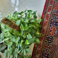 گیاه اپارتمان پتوس
