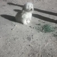 سگ پشمالو