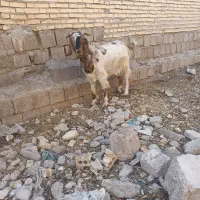 بز نجدین