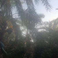 نگهبانی برای باغ خرما