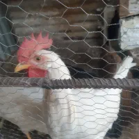 دوعدد خروس جوان