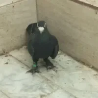 کفتر عتیقه