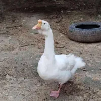 قو غاز