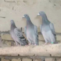 سلام تعداد 18ماده و10حیوان نر جوان