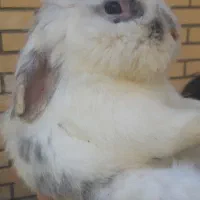 خرگوش های گوگولی