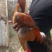 تخم نطفه دار لاری اصیل جوجه لاری 3ماهه