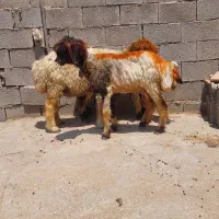 سه راس شیشک بختیاری