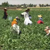 جذب کارگر آقا و خانم جهت لوبیا چیدن