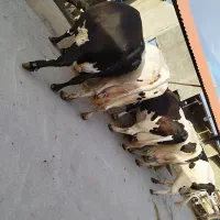 تعدادی گاو جوان شکم اول و دوم درجه یک صنعتی