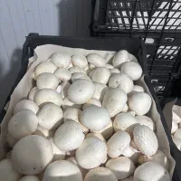 فروش قارچ درب کارخانه
