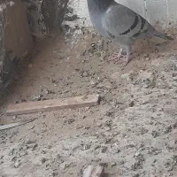 پرستو سرخ