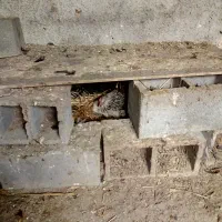 فروش تخم نطفه دار مرغ محلی