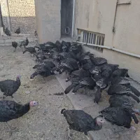 بوقلمون