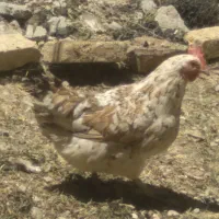 مرغ با جوجه و مرغ لری تخمگزار