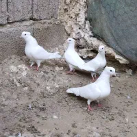 تعدادی سفید بوشهری