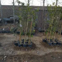 نهالستان پدرم