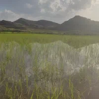 یونجه پرسی چین دوم اندازه 80