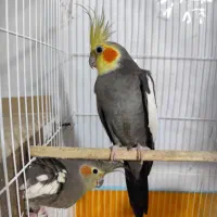 عروس هلندی