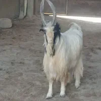 دو بُر