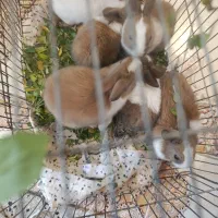 شیش تا بچه خرگوش ناز با هوش