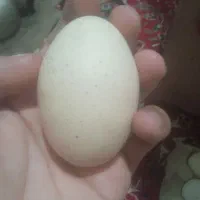 تخم مرغ محلی