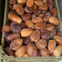 خرما رطب عسلی خشت