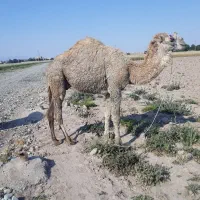 فروش شتر قرچک باقرآباد قشلاق دوم
