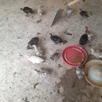 بوقلمون با جوجه