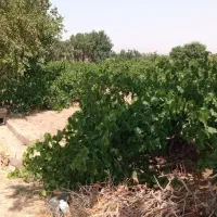 باسلام فروش باغ انگور