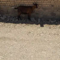 بز الپا ین