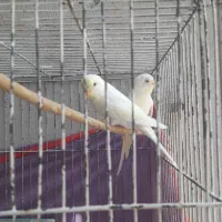 تعدادی مرغ عشق همگی سالم وسرحال