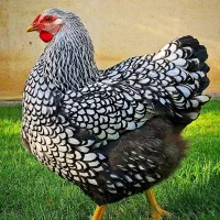 تخم نطفه دار ویاندوت