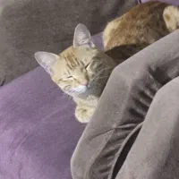 واگذاری گربه