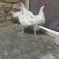 خروس جوان