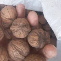 گردو