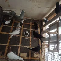 چهار عدد طوقی مشکی