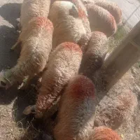 بره|حیوانات مزرعه|یاسوج, |دیوار