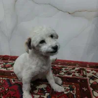 واگذاری سگ نر دوساله