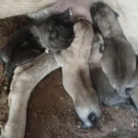 توله سگ سرابی