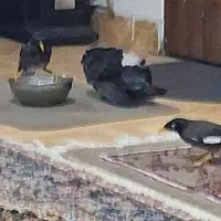 مینا سخنگو