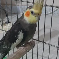 عروس هلندی