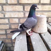 ماده خرقه