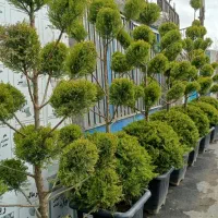 نهال زینتی نهالستان