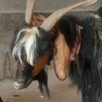 یک راس بز جوان وسالم