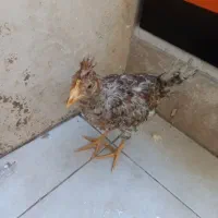 مرغ و خروس نیمچه