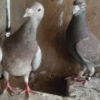 چهار عدد کفتر