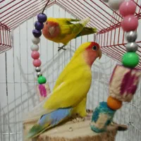 یک جفت طوطی برزیلی
