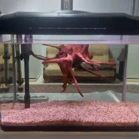 آکواریوم دلسا k580